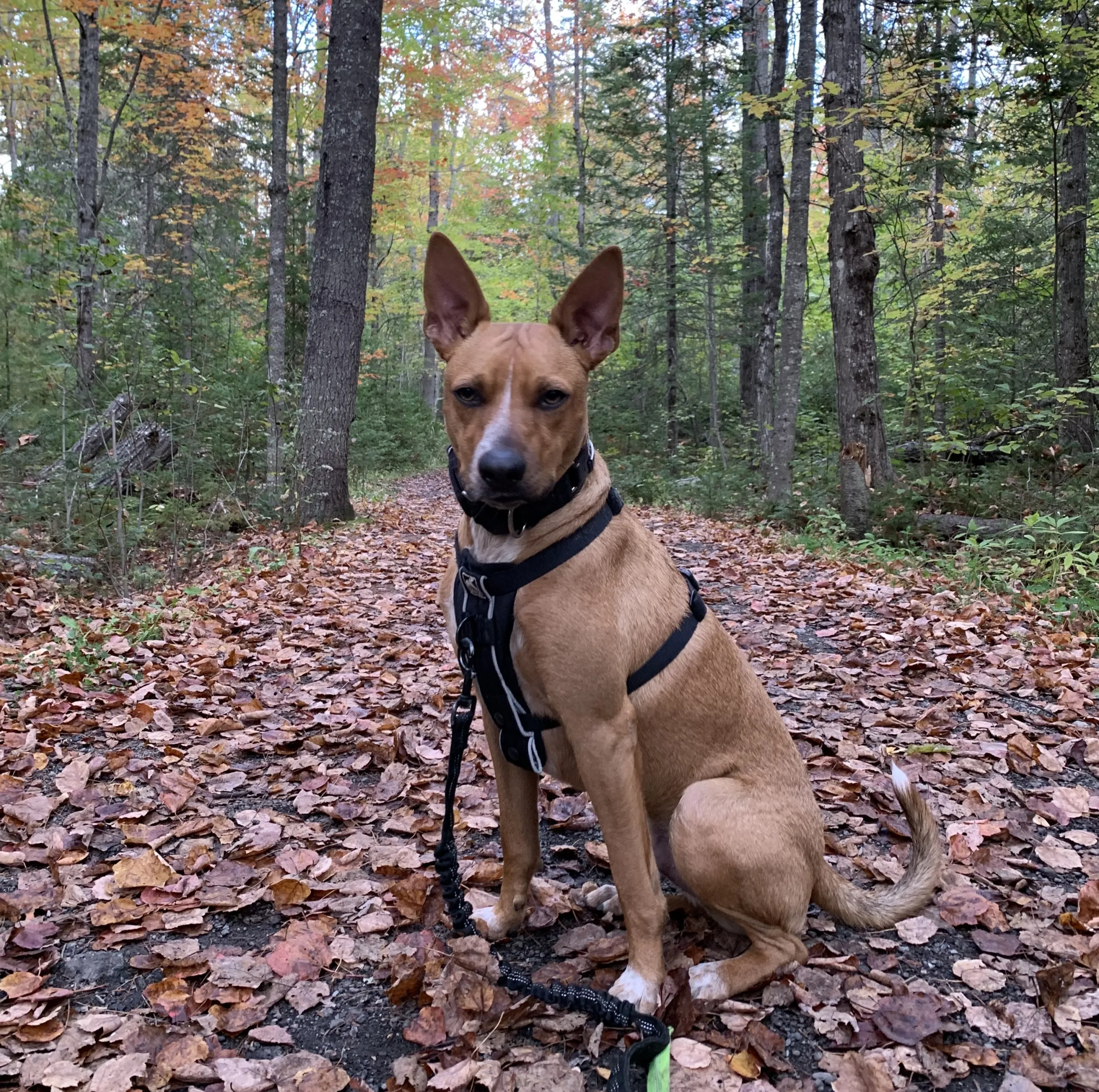 Picture of a brown dog in the middle of the woods